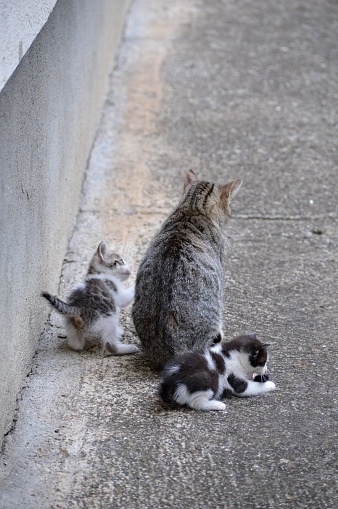 two little kittens follow momma cat