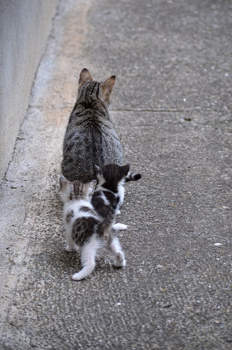 two little kittens follow momma cat