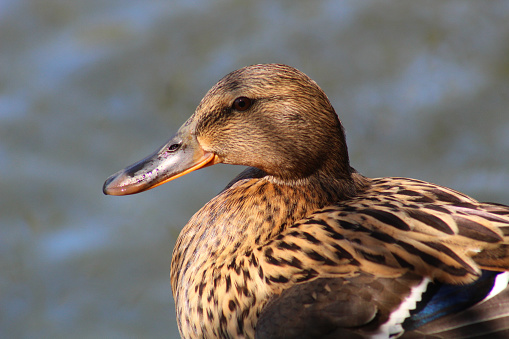 A profile shot of a female mallard sitting at the water's edge.