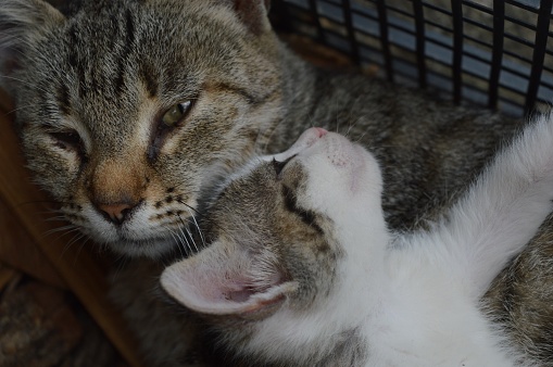 little kitten cuddles with mom cat