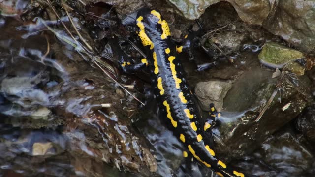 Close up of Fire Salamander climbing through rocks in a stream of water, also called Salamandra salamandra or Feuersalamander