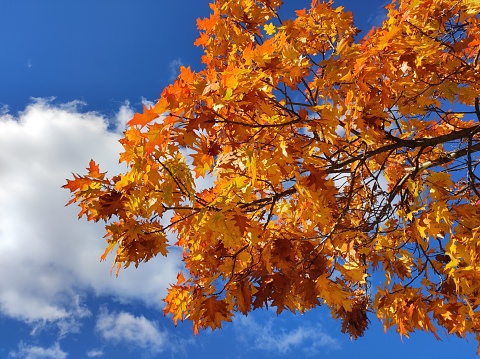 Colorful autumn oak tree leaves with blue sky, clouds and sunlight
