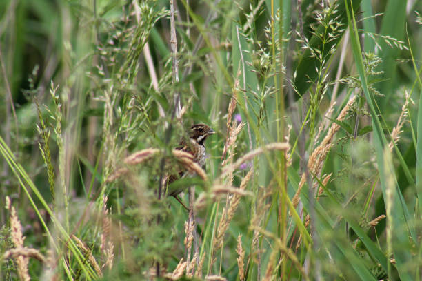 istock Female Reed Bunting 1800574446