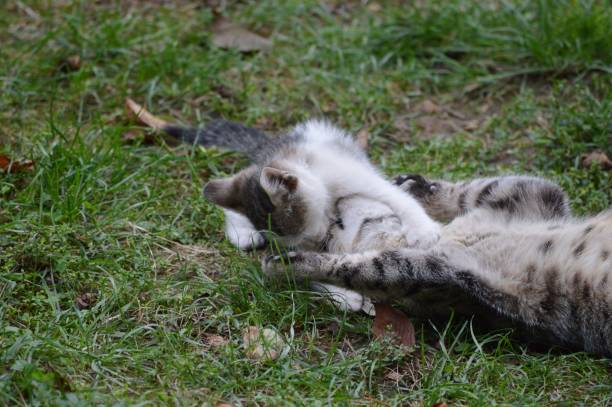 istock mom cat is playing with kittens 1800578159