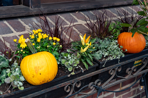 Pumpkin decor on wooden bench outdoor for Halloween and Thanksgiving day. Seasonal autumn wallpaper. Fall greeting card. Eco zero waste house exterior backyard design with natural decorations.