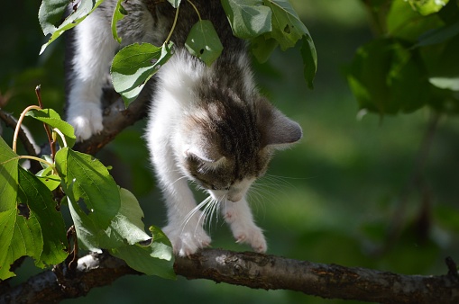 a little kitten on a tree branch