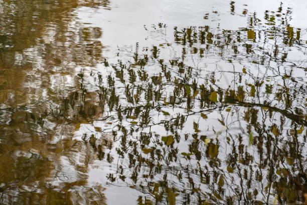 Reflection of branch and leaves in the water of a river with autumn colors