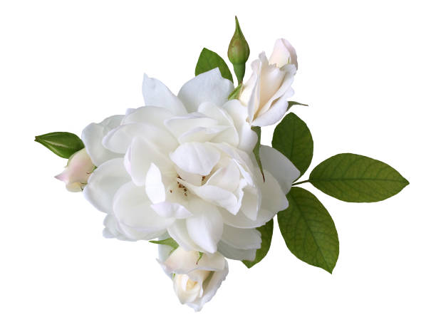istock White rose flower isolated on white background 1800584512