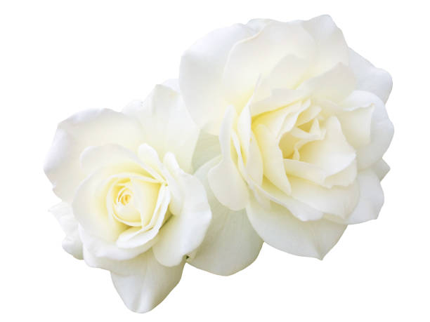 istock White rose flower isolated on white background 1800584516