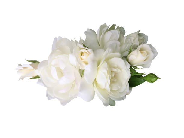 white rose flower isolated on white background - 7678 imagens e fotografias de stock