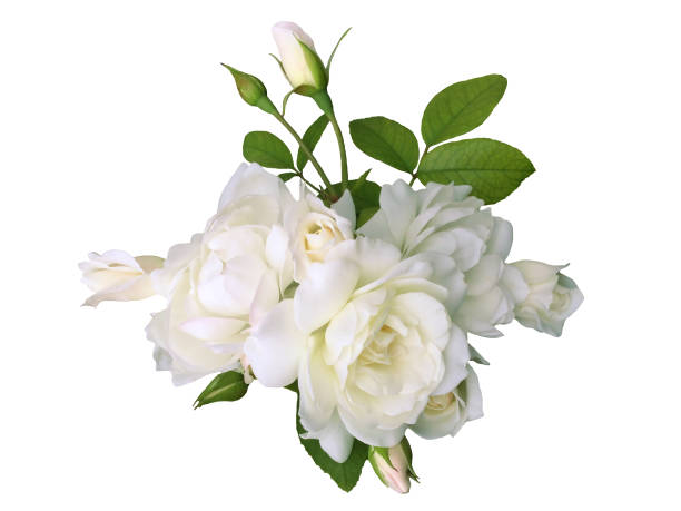 fleur blanche de rose d'isolement sur le fond blanc - 7679 photos et images de collection