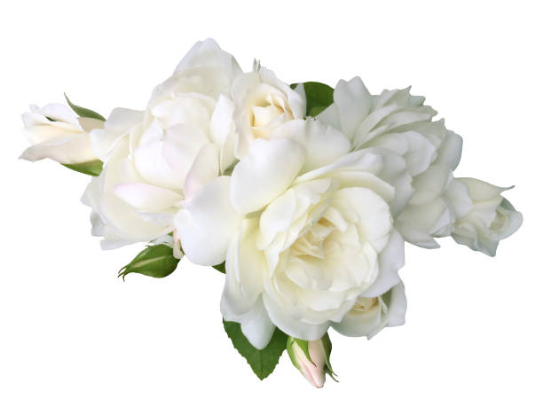 istock White rose flower isolated on white background 1800585560
