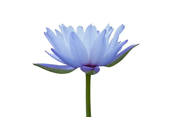 Blue water-lily isolated on white background