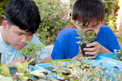 Asian boys learning parts of houseplants and doing science project work, types of small plants in small pots on table in school botanical garden by using magnifying glass, new edited.