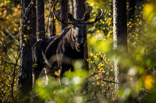 Moose (bull) in the forest. Wild Moose.