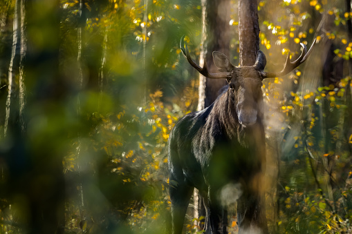 Moose (bull) in the forest. Wild Moose.