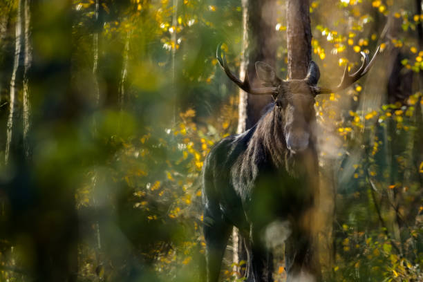 Moose (Alces alces) Moose (bull) in the forest. Wild Moose. bull pine stock pictures, royalty-free photos & images