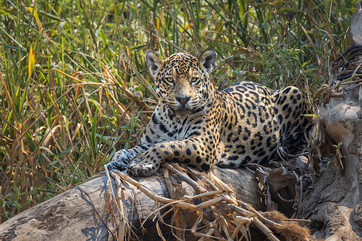 Jaguar in the Pantanal wetlands of Brazil, wildlife photography whilst on safari