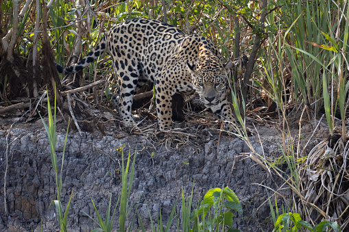 Jaguar hunting in the Pantanal wetlands of Brazil, wildlife photography whilst on safari