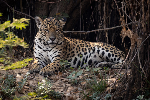 Jaguar  on a riverbank in the Brazilian Pantanal - Brazil