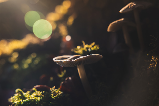 Mushroom growing in the forest with natural backlighting and lens flare. Concept of autumn season in the forest.