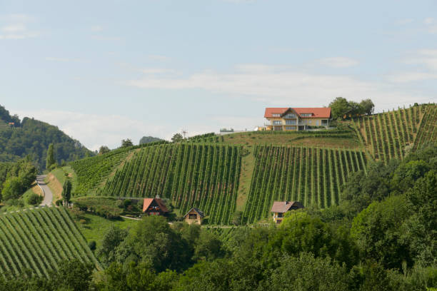 Steep vineyards in South Steiermark (Styria), in Austria stock photo