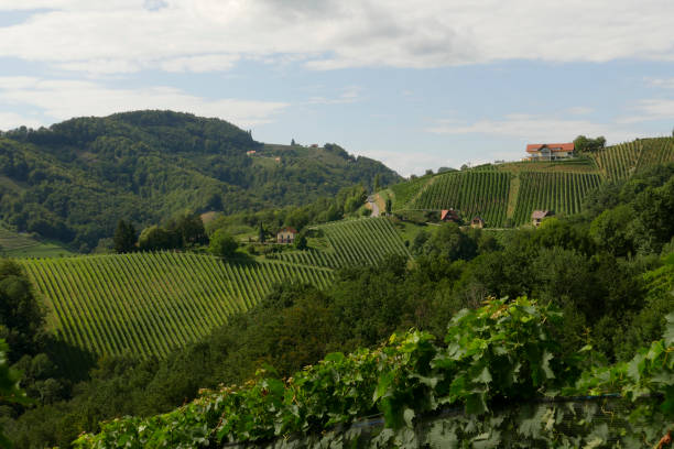 Steep vineyards in South Steiermark (Styria), in Austria stock photo
