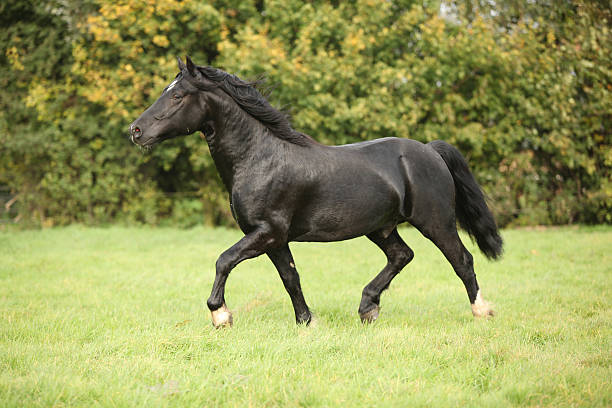 istock Black welsh cob running on pasturage 180062303