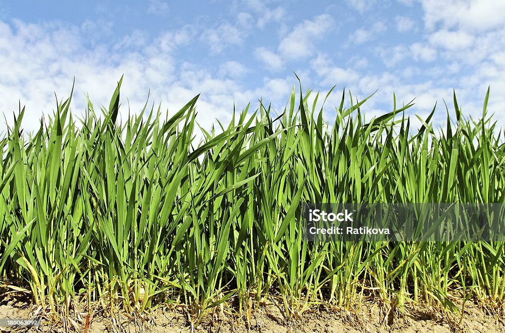Crescimento Natural de trigo. - Royalty-free Agricultura Foto de stock
