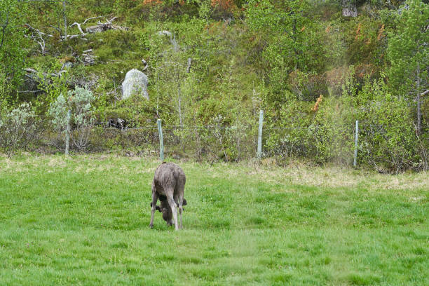 istock Scandinavian Moose with antlers standing on a meadow 1800632469