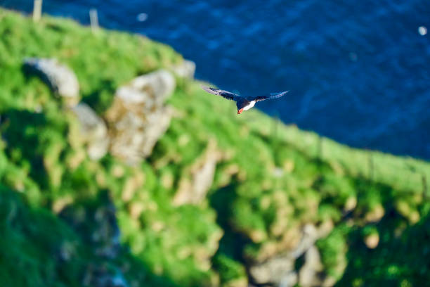 Cute and adorable Puffin seabird, fratercula, flying over a high cliff at Runde island, a popular tourist destination for bird watching at the coastline of the north atlantic ocean in Norway.