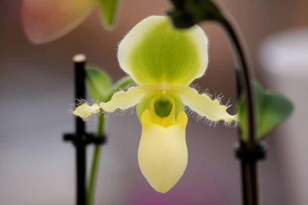 Paphiopedilum primulinum