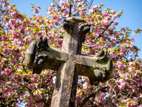 A reconstituted stone cross on a grave in a cemetery with defocused cherry blossom behind and blue sky on a spring day.