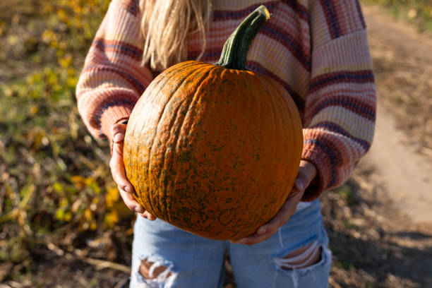istock A person holding a large Pumpkin 1800655859