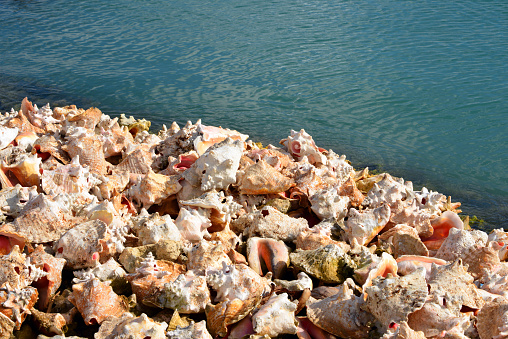 Pointe-à-Pitre, Grande-Terre, Guadeloupe: conch shells on the water's edge, beach covered in thousands of  shells - Caribbean Sea, Lesser Antilles