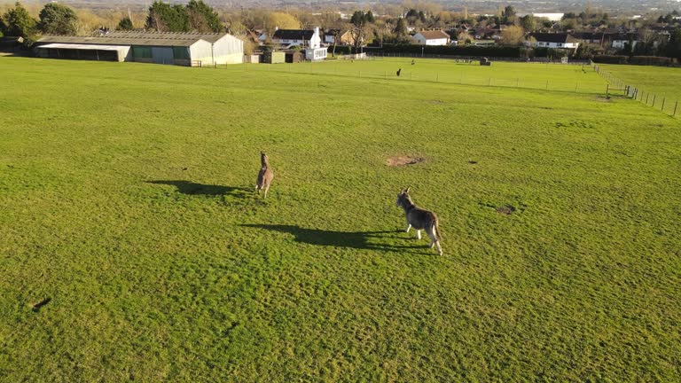 Aerial view of donkeys in a mountain ranch