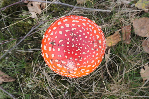 Fly agaric straight from above, with many white dots.
