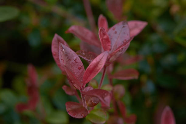 istock Myrtaceae Ugni Molinae (Murtilla - Myrtle) 1800665314