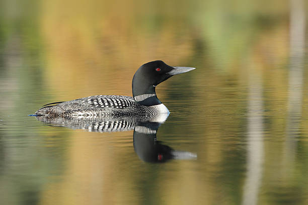Common Loon on a Lake in Autumn - Haliburton, Ontario Common Loon (Gavia immer) with Autumn Colors Reflecting in Water- Haliburton, Ontario loon bird stock pictures, royalty-free photos & images