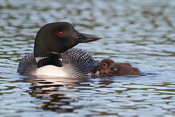 istock Common Loon Swimming with Young Chick at its Side 180069749
