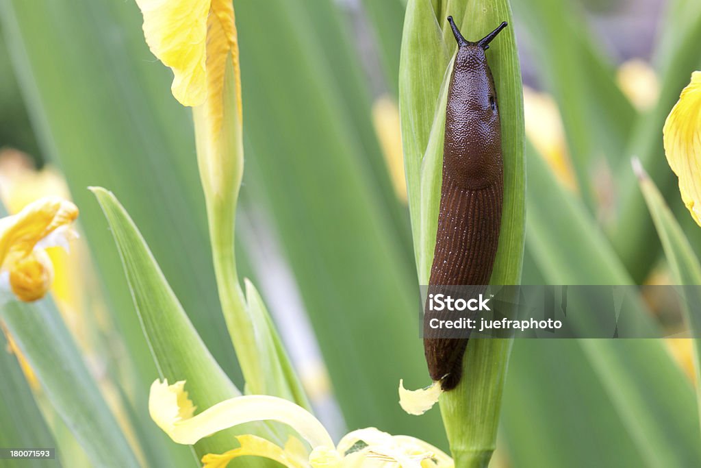 Nacktschnecke - Стоковые фото Амфибия роялти-фри