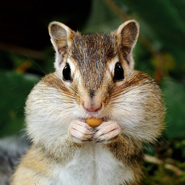 tamia striato nella foresta - chipmunk foto e immagini stock