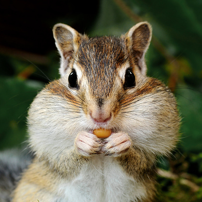 Chipmunk with full jowls eat seeds, on a forest background.