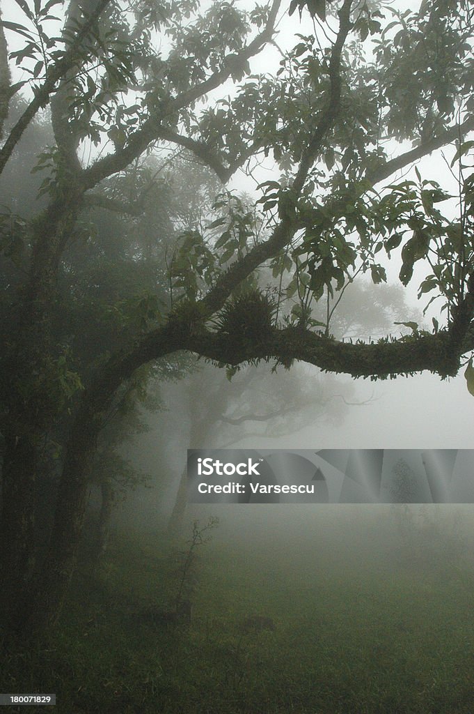 Floresta pluvial, Brasil - Royalty-free Brasil Foto de stock