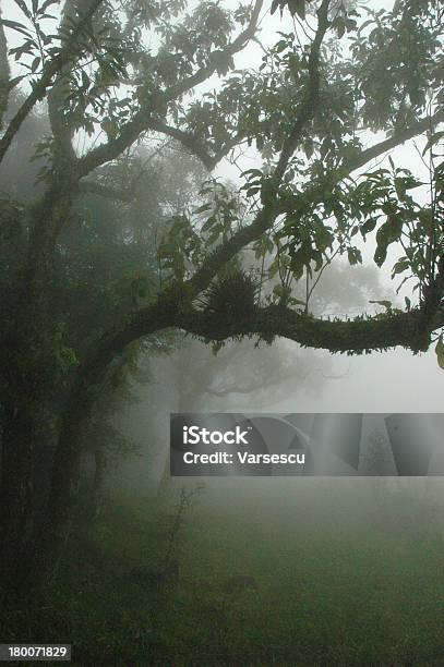 Floresta Pluvial Brasil - Fotografias de stock e mais imagens de Brasil - Brasil, Árvore, Ao Ar Livre