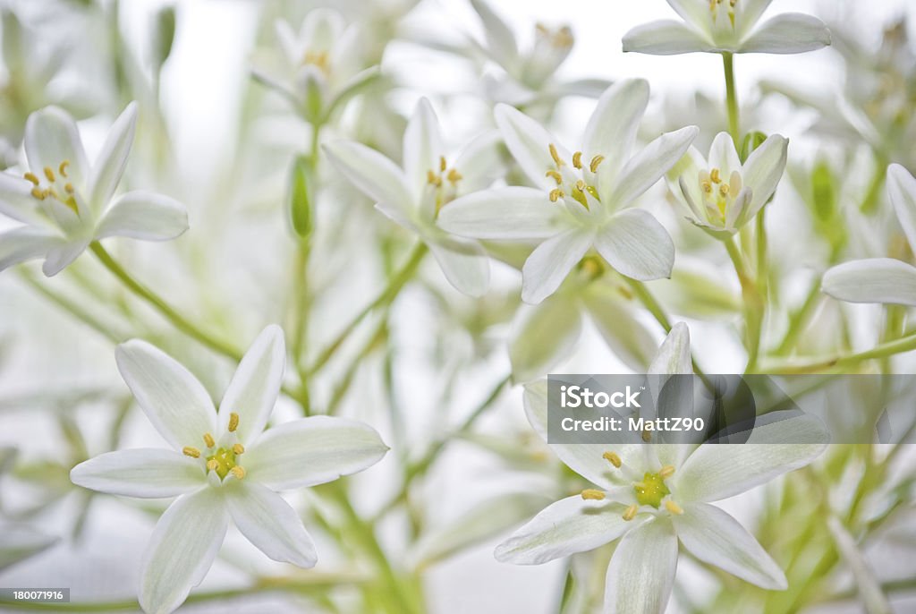 Bellissimi fiori in un vaso bianco - Foto stock royalty-free di Botanica