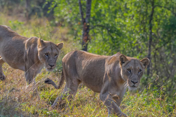 istock Lion during African safari in Kruger national park 1800719763