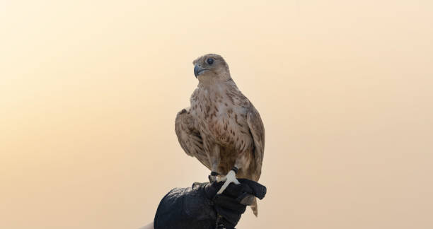 istock man holding White and Beige Falcon with a leather glove. 1800728775