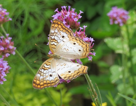 White Peacock Butterfly on flower