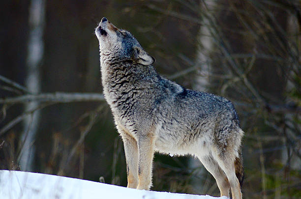 istock A wolf howling in the snow covered forest  180073266
